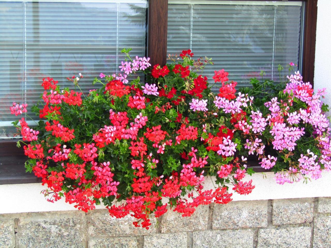 Penzion Pohlednicka Hotel Benecko Exterior foto